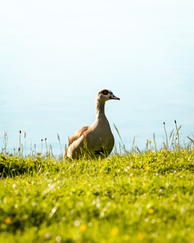 Brown duck shallow focal photos
